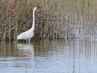 2016-05-21 15h05m53 - Grote Zilverreiger - Aat Bender